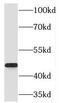 Ribosomal Modification Protein RimK Like Family Member B antibody, FNab07303, FineTest, Western Blot image 