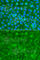 Serpin Family A Member 3 antibody, A1021, ABclonal Technology, Immunofluorescence image 