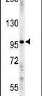 Importin 9 antibody, PA5-25477, Invitrogen Antibodies, Western Blot image 