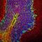Neurofilament Heavy antibody, NB300-217, Novus Biologicals, Immunohistochemistry frozen image 