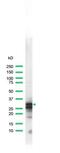 CD99 Molecule (Xg Blood Group) antibody, PA5-32337, Invitrogen Antibodies, Western Blot image 