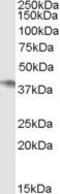 Neutrophil Cytosolic Factor 4 antibody, PA5-18751, Invitrogen Antibodies, Western Blot image 