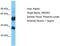 Olfactory Receptor Family 52 Subfamily E Member 2 antibody, TA332300, Origene, Western Blot image 