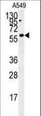 PARP1 Binding Protein antibody, LS-B13209, Lifespan Biosciences, Western Blot image 