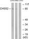 Chondroitin Polymerizing Factor antibody, GTX87921, GeneTex, Western Blot image 