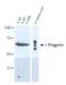 Lamin A/C antibody, MA5-18073, Invitrogen Antibodies, Western Blot image 