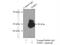 Telomeric Repeat Binding Factor 1 antibody, 11899-1-AP, Proteintech Group, Immunoprecipitation image 