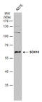 SRY-Box 10 antibody, GTX134106, GeneTex, Western Blot image 