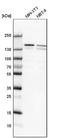 DExH-Box Helicase 9 antibody, NBP1-85266, Novus Biologicals, Western Blot image 