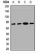GATA Zinc Finger Domain Containing 2B antibody, LS-C668449, Lifespan Biosciences, Western Blot image 