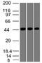 Napsin A Aspartic Peptidase antibody, M05685, Boster Biological Technology, Western Blot image 