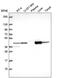 Glutamic-Oxaloacetic Transaminase 1 antibody, PA5-66689, Invitrogen Antibodies, Western Blot image 
