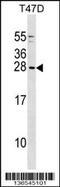 Glycine Cleavage System Protein H antibody, 58-828, ProSci, Western Blot image 