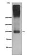 Glutamate Metabotropic Receptor 2 antibody, M06123, Boster Biological Technology, Western Blot image 
