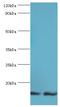 NEDD8 Ubiquitin Like Modifier antibody, MBS1497060, MyBioSource, Western Blot image 