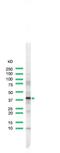 ERCC Excision Repair 1, Endonuclease Non-Catalytic Subunit antibody, PA5-32394, Invitrogen Antibodies, Western Blot image 