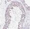 Testis Expressed 15, Meiosis And Synapsis Associated antibody, NBP1-84347, Novus Biologicals, Immunohistochemistry frozen image 