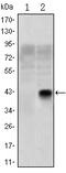 Oligodendrocyte Transcription Factor 2 antibody, A02247, Boster Biological Technology, Western Blot image 