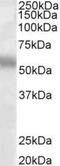 Transcription Factor EB antibody, NB100-93447, Novus Biologicals, Western Blot image 