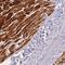 Zinc Finger Protein 436 antibody, NBP1-82897, Novus Biologicals, Immunohistochemistry frozen image 