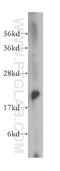 RAB14, Member RAS Oncogene Family antibody, 15662-1-AP, Proteintech Group, Western Blot image 