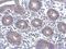 FYN Proto-Oncogene, Src Family Tyrosine Kinase antibody, PA5-28975, Invitrogen Antibodies, Immunohistochemistry paraffin image 