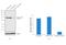 Junction Plakoglobin antibody, 13-8500, Invitrogen Antibodies, Western Blot image 