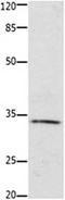 Homeobox A11 antibody, orb107535, Biorbyt, Western Blot image 