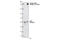 Platelet Derived Growth Factor Receptor Beta antibody, 2227S, Cell Signaling Technology, Western Blot image 