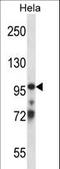 Elongin A antibody, LS-C161767, Lifespan Biosciences, Western Blot image 