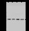 NSE1 Homolog, SMC5-SMC6 Complex Component antibody, 203392-T32, Sino Biological, Western Blot image 