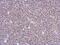 Zinc Finger BED-Type Containing 8 antibody, PA5-32073, Invitrogen Antibodies, Immunohistochemistry frozen image 
