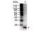 Interleukin 1 Beta antibody, TA319454, Origene, Western Blot image 