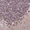 Torsin 1A Interacting Protein 1 antibody, NBP2-47402, Novus Biologicals, Immunohistochemistry frozen image 