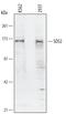 SOS Ras/Rho Guanine Nucleotide Exchange Factor 2 antibody, AF6260, R&D Systems, Western Blot image 