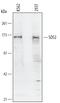 SOS Ras/Rho Guanine Nucleotide Exchange Factor 2 antibody, AF6260, R&D Systems, Western Blot image 