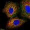 PEMT2 antibody, PA5-59961, Invitrogen Antibodies, Immunofluorescence image 