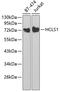 Hematopoietic Cell-Specific Lyn Substrate 1 antibody, GTX55654, GeneTex, Western Blot image 