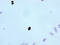 H3 Histone Family Member 3B antibody, CSB-RA010109A03phHU, Cusabio, Immunocytochemistry image 