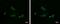 High Mobility Group Box 1 antibody, PA5-27378, Invitrogen Antibodies, Immunofluorescence image 