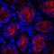 Gastrokine-1 antibody, MA5-24367, Invitrogen Antibodies, Immunohistochemistry frozen image 