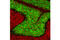 Neuronal Nuclei antibody, 54761S, Cell Signaling Technology, Immunofluorescence image 