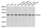 Protein Disulfide Isomerase Family A Member 6 antibody, abx002406, Abbexa, Western Blot image 