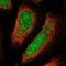 Ubiquilin-4 antibody, HPA061797, Atlas Antibodies, Immunofluorescence image 