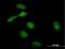 Essential Meiotic Structure-Specific Endonuclease 1 antibody, H00146956-B01P, Novus Biologicals, Immunofluorescence image 