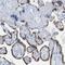 Pappalysin 1 antibody, NBP2-21614, Novus Biologicals, Immunohistochemistry paraffin image 
