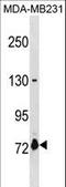 Asparagine Synthetase Domain Containing 1 antibody, LS-C157557, Lifespan Biosciences, Western Blot image 