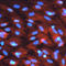 Salt Inducible Kinase 2 antibody, AF5737, R&D Systems, Immunofluorescence image 
