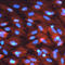 Serine/threonine-protein kinase SIK2 antibody, AF5737, R&D Systems, Immunofluorescence image 