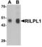 Rab Interacting Lysosomal Protein Like 1 antibody, A13355, Boster Biological Technology, Western Blot image 